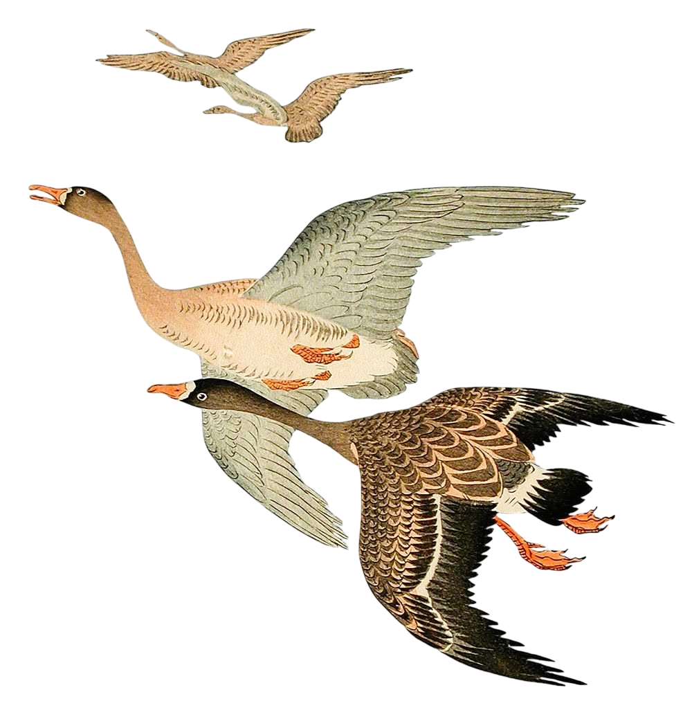 Летящие гуси